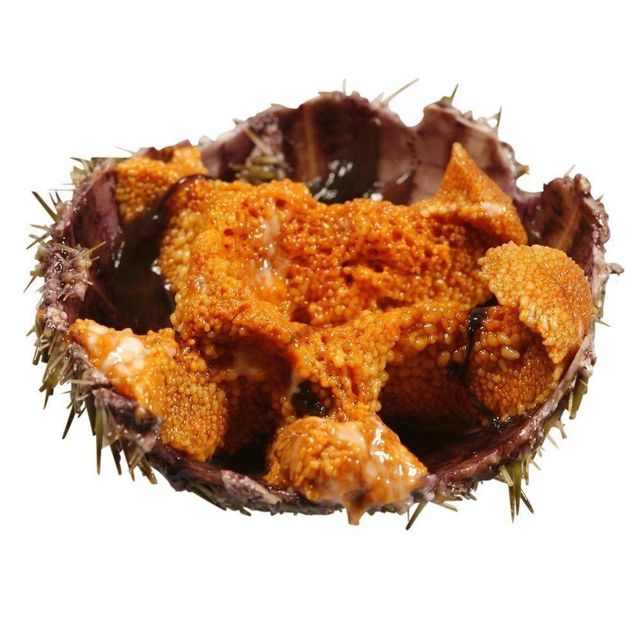 High Quality Frozen Sea Urchin Roe Uni Bulk Supply Factory Direct Competitive Price for Global Market - Image 4