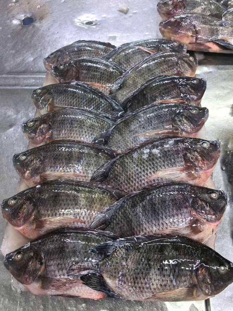 High quality Fresh Frozen Tilapia Fish / Frozen Whole Round Tilapia Fish / Tilapia Fillet Black Meat - Image 2