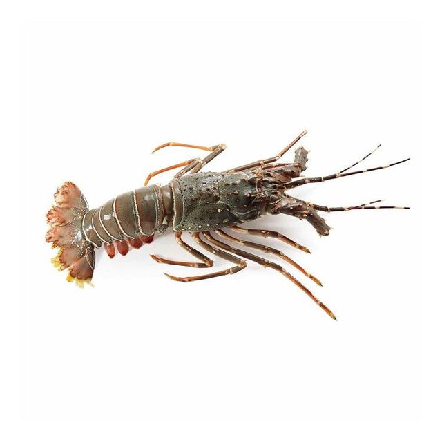 Frozen Fresh Lobsters Responsibly Harvested Seafood Featuring Remarkable Fresh Condition And High Market - Image 4