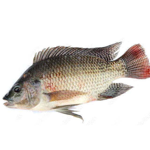 Frozen Seafood Tilapia for Sale/ Wholesale Frozen Tilapia Fillet Fish Available/buy Bulk Tilapia Fish - Image 4