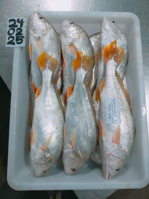 Yellow Croaker Type Frozen Material Yellow Croaker Place of Origin Indonesia Processing Type Block Frozen Shelf Life 24 months at - Image 2