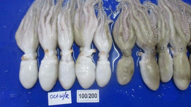 Short arm octopus 100/200,200/300 sizes - Image 3