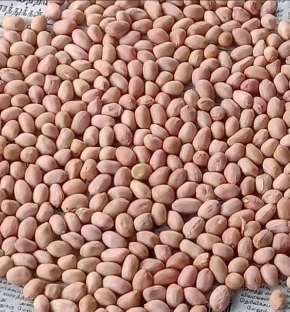 Salted peanuts - Image 1