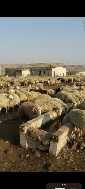 Frozen Meat. Goat. Lamb. Mutton. Cow. Beef. Beef (Boneless) Cut Full Carcas Type Halal Frozen Fresh Processing Type Unprocessed - Image 3