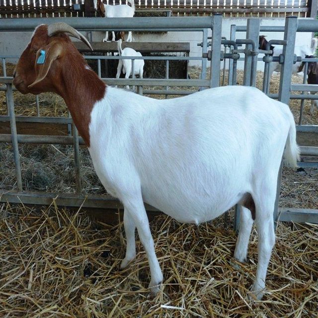 Boer Goat Full Blood Boer Goats Type GOATS Grade LIVE GOATS Packaging - Image 3