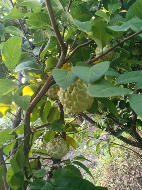 Fresh Custard Apple (Sitaphal) Fruits - Image 3
