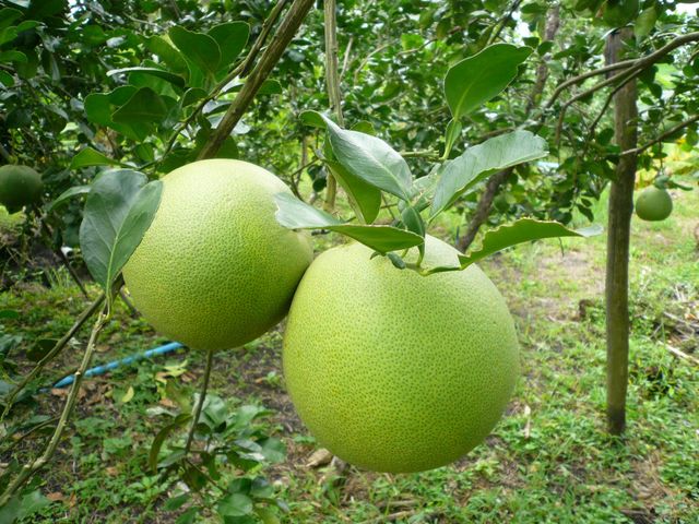 Sweet Pomelo 100% Fresh Natural Thai Fruit Wholesales Sweet Fruit Fresh Farm Best Seller From Thailand Export Grade - Image 4