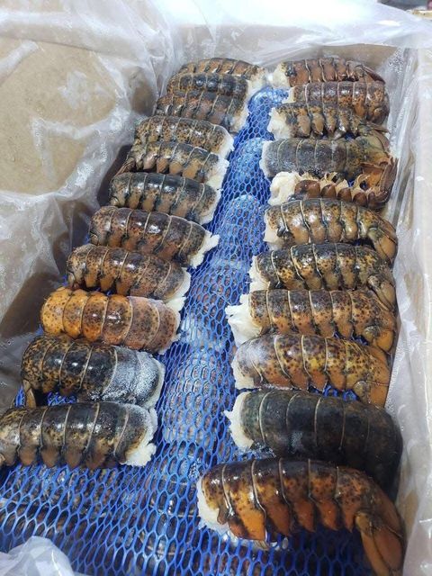 Frozen Fresh Lobsters Export Quality Seafood Featuring Firm Shell Structure And Premium Meat Recovery For Buyers - Image 1