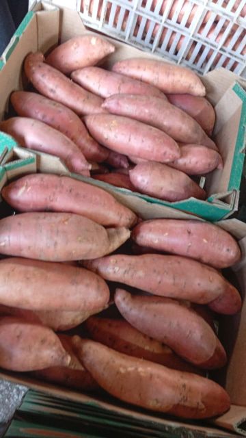 Sweet potatoes Grade 1 Origin Egypt Packaging 6 kg box Features Fresh Produce, Vegetables - Image 5