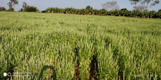 Raw Chia Seeds, Chia Seeds bulk supplier from india, Chia Seed ,Chia Seeds - Image 4