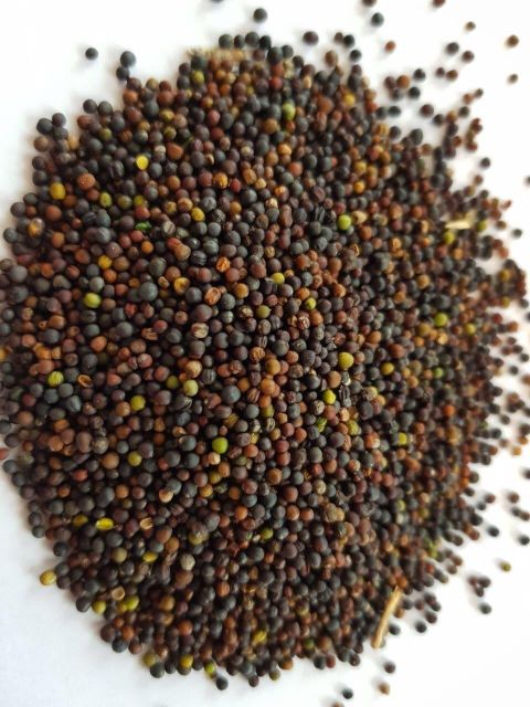 Premium Canola Seed For Modern Farming High Yield Crop Production With Clean Grains Suitable For Oil Processing - Image 3