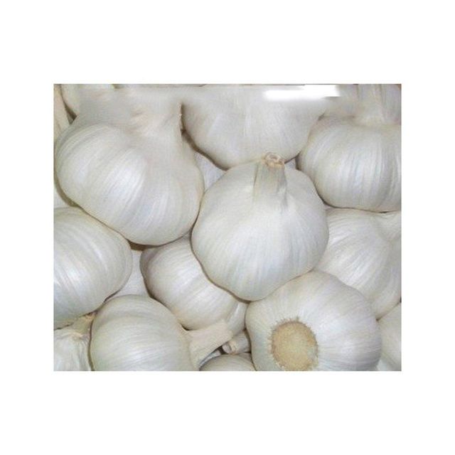 Farm fresh garlic suitable for cooking seasoning and food processing Fresh garlic for restaurants hotels and commercial kitchens Bulk fresh garlic supply for wholesalers and distributors White fresh garlic with uniform size and premium quality grading - Image 1