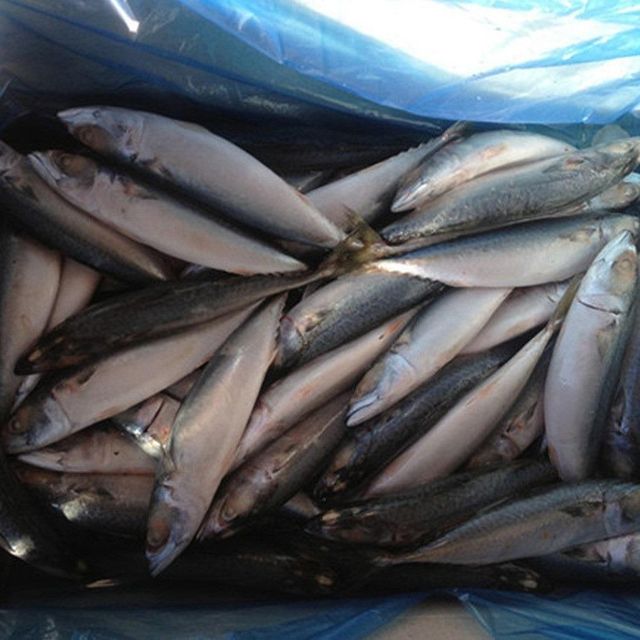 Marine Harvest Export Range Featuring Frozen Whole Horse Mackerel With Controlled Temperature Storage - Image 3