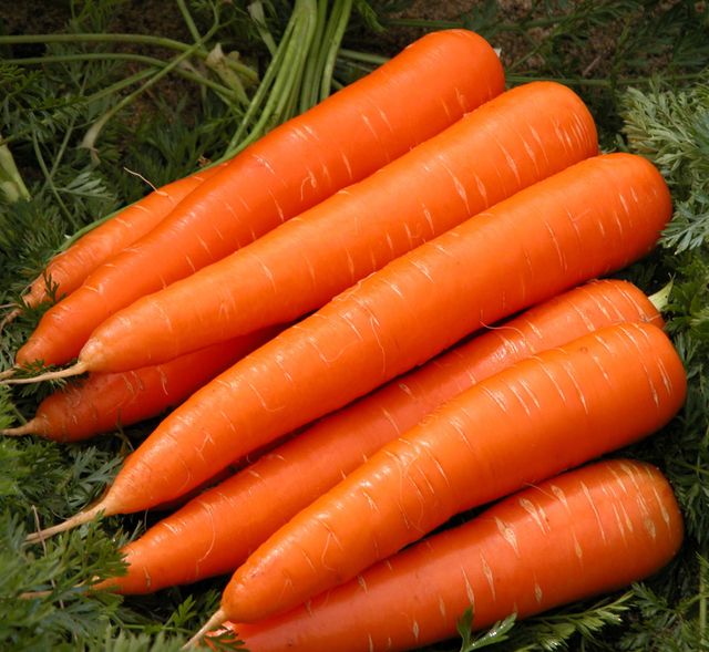 Fresh Carrots From China Hot Sale Organic Fresh Carrots Wholesale Low Price Fresh Carrots - Image 1