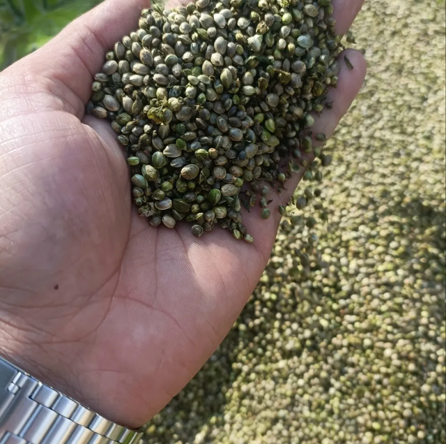 Best Organic Hemp Seeds – Premium Plant-Based Superfood Organic Yes Origin European Union Packaging Size > 500 g - 1000 g - Image 3