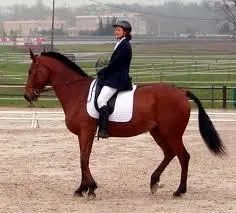 Horse Riding - Image 1