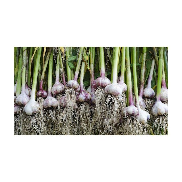 Bulk supply of Fresh Garlic harvested and shipped under strict quality control - Image 3