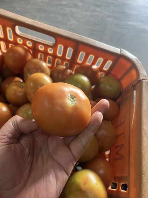 Tomatoes - Image 5