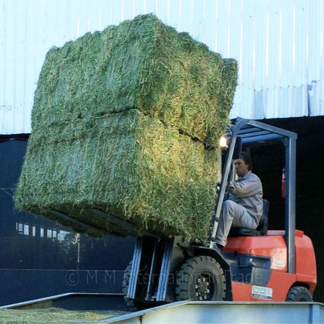 Alfalfa Hay - Image 3