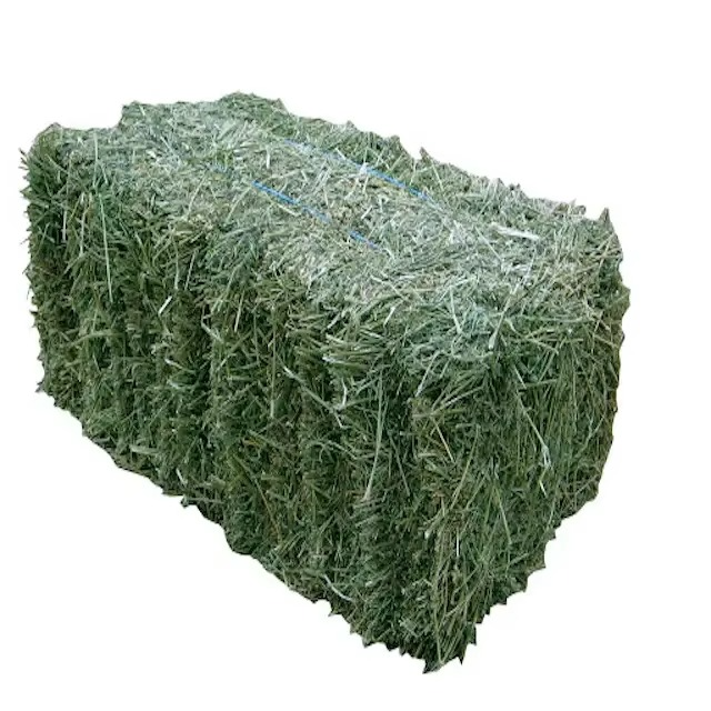 Timothy Grass for Animal Feed Bulk Natural Timothy Grass High Nutrition Hay for Livestock Including Rabbits Cattle and Goats - Image 5