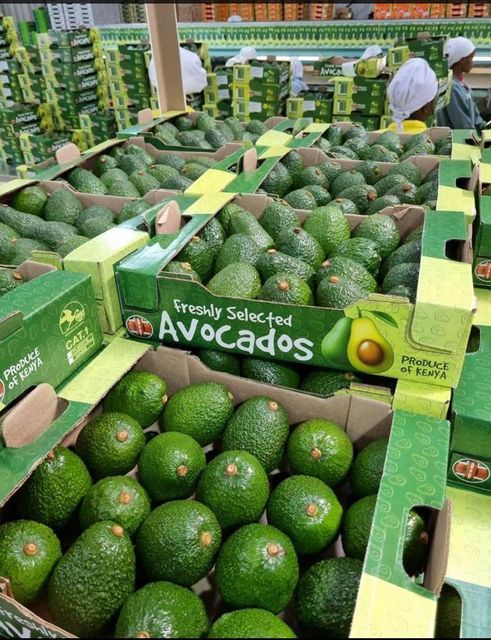 Avocado Form Whole Origin Kenya Texture Fresh Purity Pure And Natural Application Cooking Or Cosmetic Use Product Type Avocado Oil, Fresh - Image 2