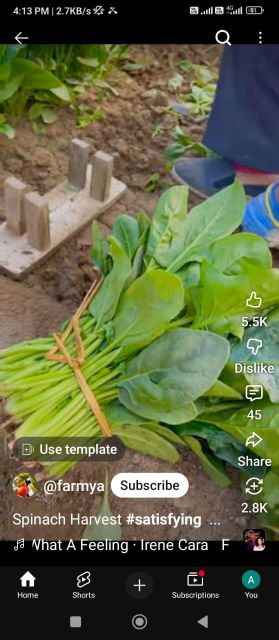 Sugarbeet Packaging HDPE pouch Grade Germination tested Fruit Weight 1.5 To 2 Kg Soil Preference Light Soil Leafy Green Growth Very Good - Image 3