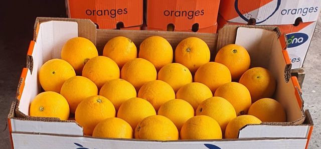 Fresh Quality Cara Cara Oranges for sale - Image 4