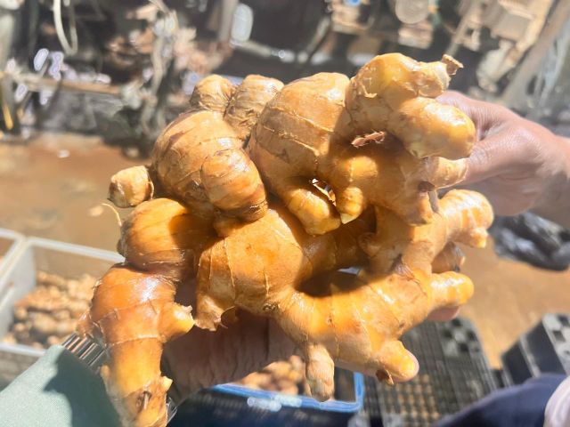 Fresh Thai Ginger 200g & up 20kg - 30kg Mesh Bag - Image 5