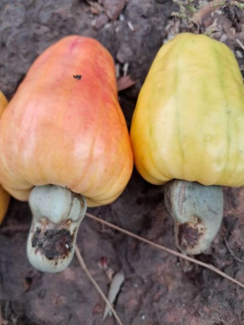 Raw Cashew Nut Product Type Nuts Grade WW240, WW320 Crop Year 2025/2026 Port Dakar, Senegal Origin Guinea-bissau Foreign Matter Max 0.5% - Image 3