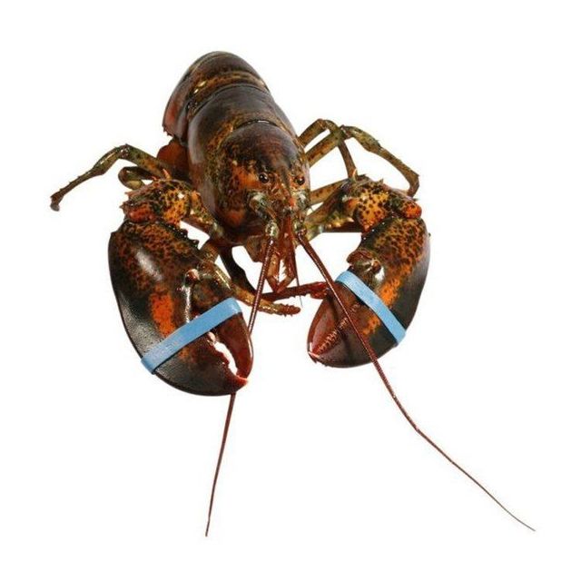 Premium live lobster offered at wholesale price for international seafood importers - Image 3