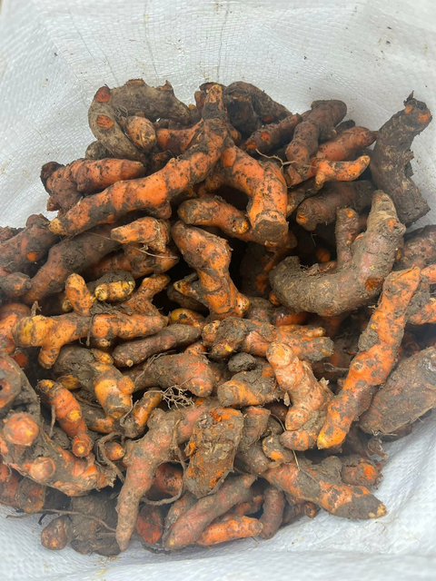 Premium Fresh Turmeric Root (Curcuma Longa) – Export Grade Thai Turmeric Rhizome for Wholesale Supply - Image 4