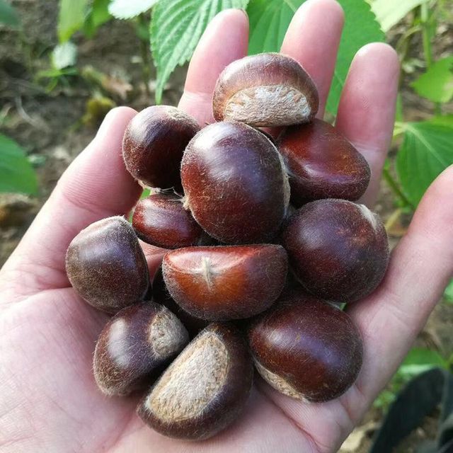 Fresh Chinese Chestnuts Qianxi Qinglong Dandong Origin Large Sweet Raw In-Shell Chestnut for Bulk Wholesale Export - Image 8