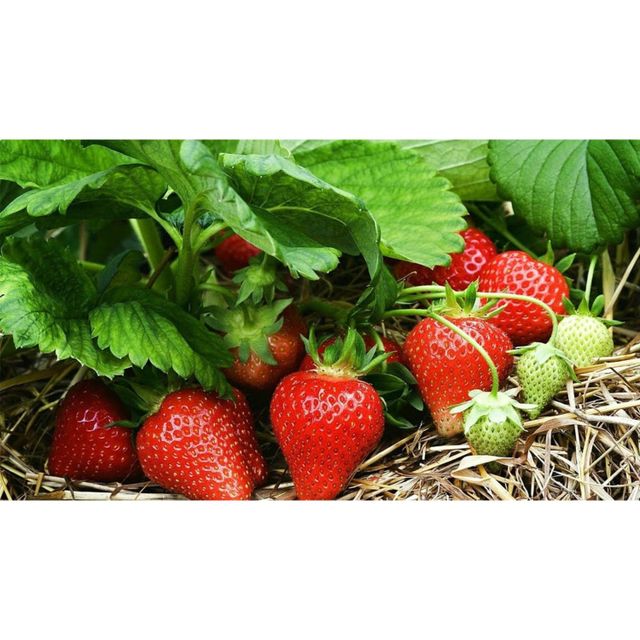 High Quality Fresh Strawberry Big Size Tasting Wholesale Clean Sweet Strawberry - Image 4