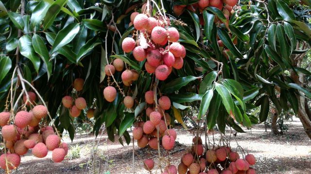 lychee Origin Mauritius Minimum Order 500 Kg Storage Temperature 1 - 2 Degrees C Packaging 5 Kg/carton - 96 Cartons In One - Image 4