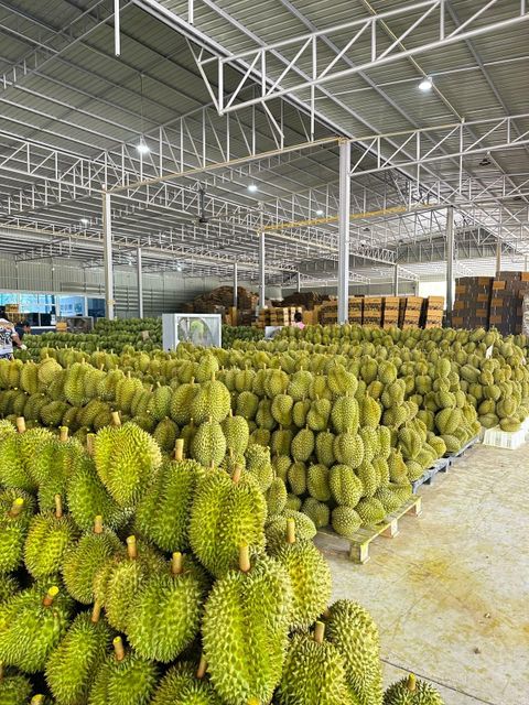 Durian – product photo 6, product detail gallery