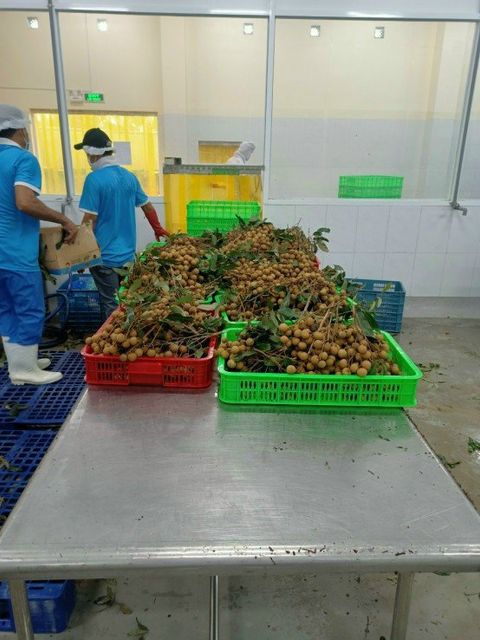 Fresh Longan fruit Vietnam with high quality and good price for you - Image 5