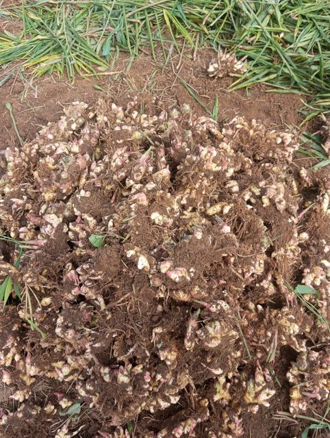 Fresh and dried ginger - Image 5