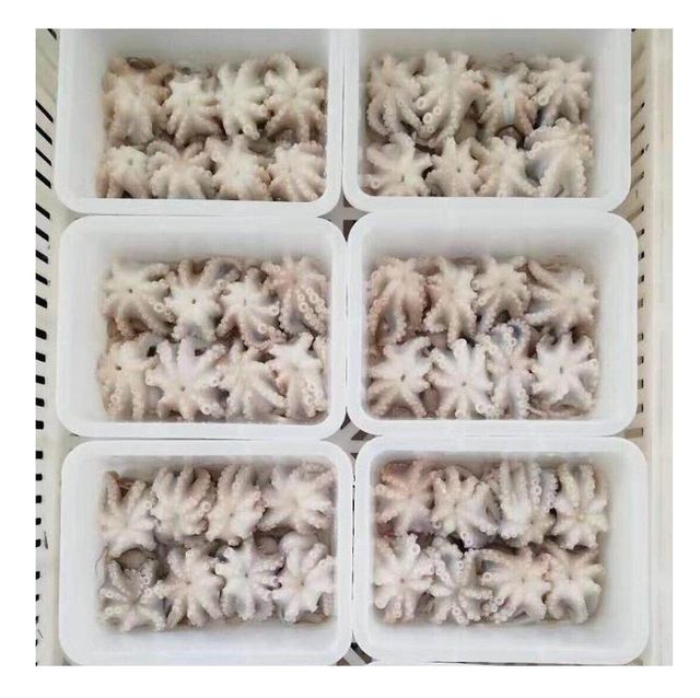 Manufacturers delicious snack baby octopus frozen seasoned octopus - Image 4