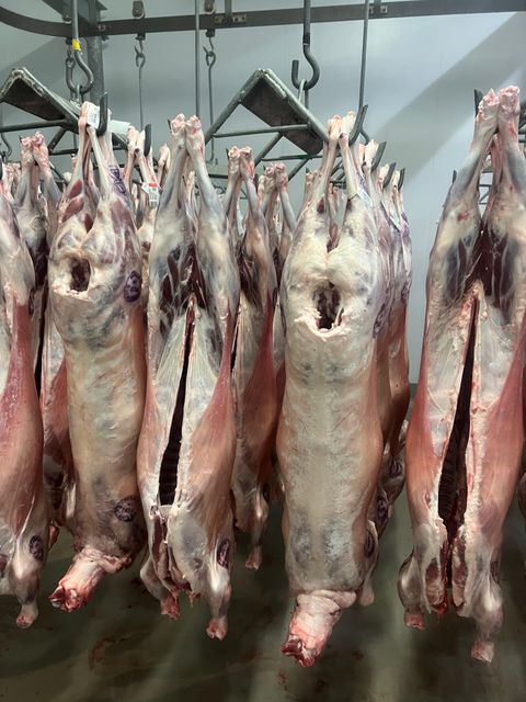 Lamb Temperature −18°c Location Capetown Origin South Africa Weight Range 18 - 22 - Image 3