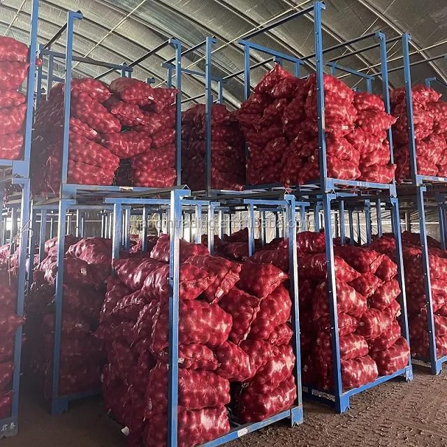 Best Quality Natural Vegetables Best Stock Bulk 100% Fresh farm healthy Onion at Low Prices Wholesale – product photo 4, product detail gallery
