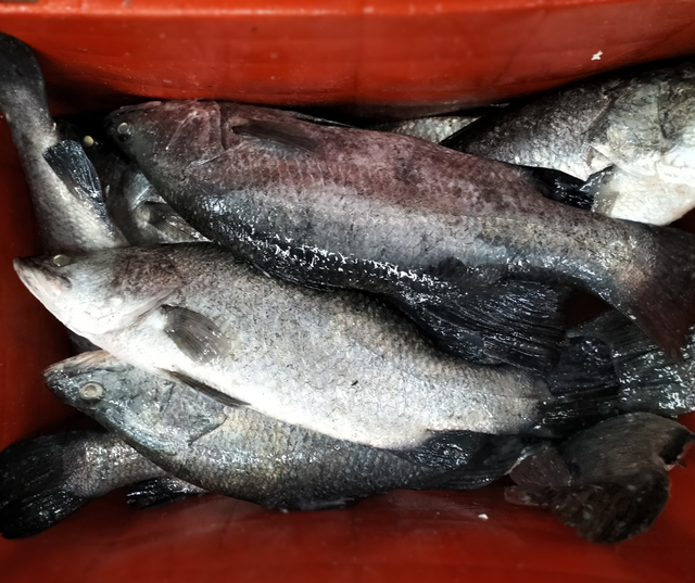 Farmed Barramundi Organic Yes Freshness Level Fresh Catch Method Aquaculture - Image 2