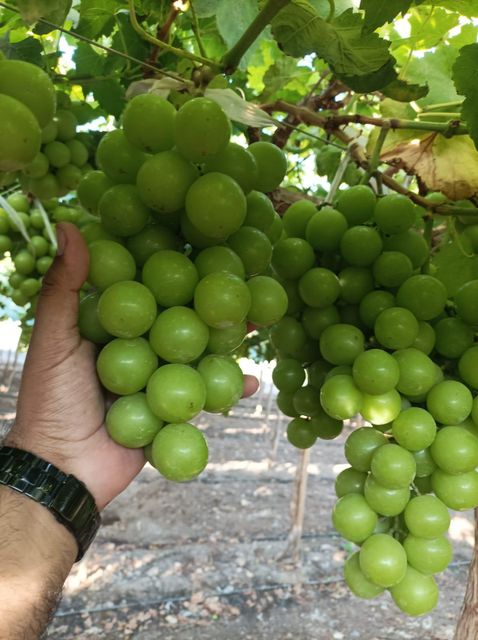 Grapes Grade AA Organic No Origin Peru Size J, L, XL Packaging 8.2 kg Color Green, Red Degree of Processing Cold treatment - Image 2