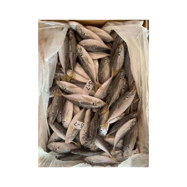 Wholesale frozen horse mackerel supplier best market deals Grade A Brand Name Custom Place of Origin S A Quality Top Quality - Image 3
