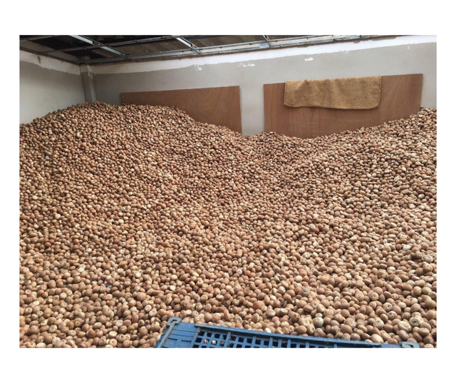 Whole Dried Betel Nut (Areca Nut) - Grade A (80+ 90-95% Good Quality) - Low Moisture - Origin Indonesia - Image 4