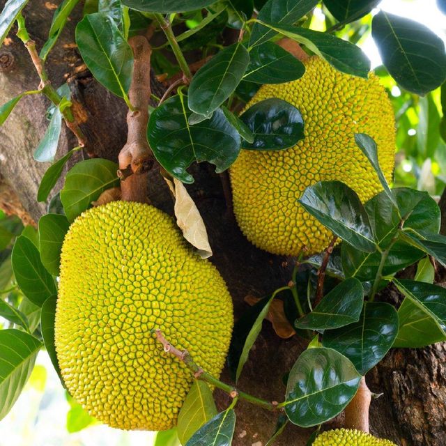 High quality products agriculture Fresh Fruit Jackfruit Delicious Sweet Taste Tropical Fruit From Vietnam - Image 4