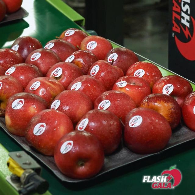 CLASS 1 Export Quality FLASH GALA Apples for sale!! NEW CROPS in South Africa! 100% Organic - Image 4