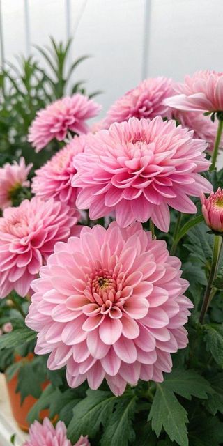 Chrysanthemums - Image 4