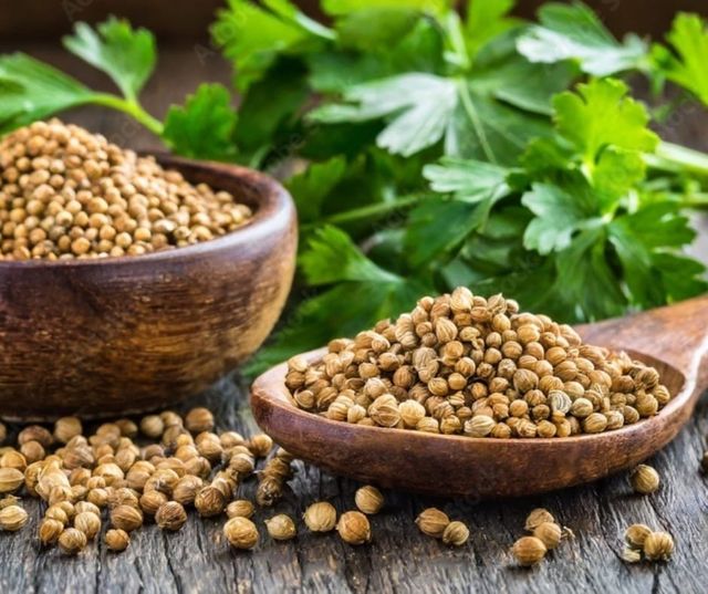 Coriander - Image 1