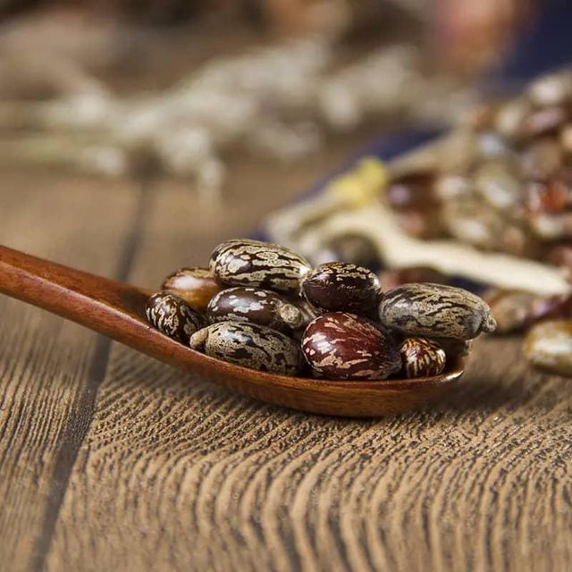 Organic Castor Seeds for Agriculture Dried Planting Style Food Use Whatsap +255762500052 - Image 4
