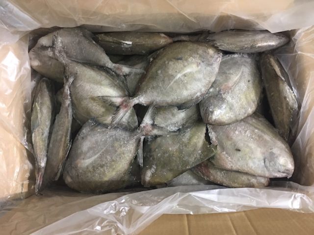 Premium Quality Golden Pompano Fish Whole Round Golden Pomfret Golden Pompano High quality - Image 5